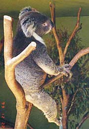 Koala Bear